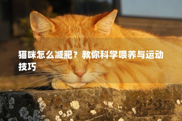 貓咪怎么減肥？教你科學喂養與運動技巧