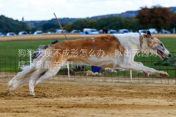 狗狗大便不成形怎么辦，揪出元兇對癥下藥是關鍵!