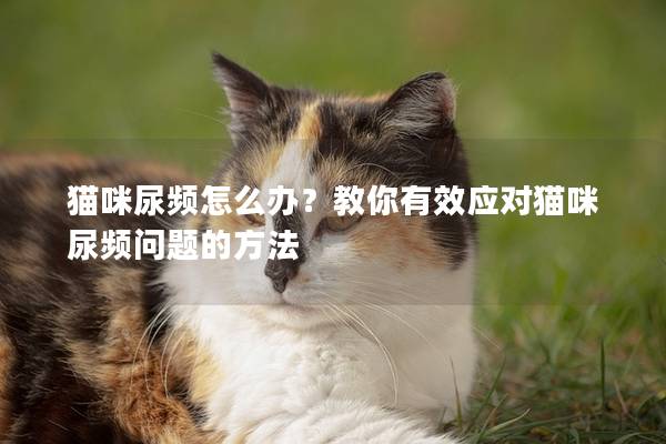 貓咪尿頻怎么辦?教你有效應對貓咪尿頻問題的方法 貓咪尿頻怎么辦?教你有效應對貓咪尿頻問題的方法