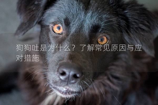 狗狗吐是為什么？了解常見原因與應對措施