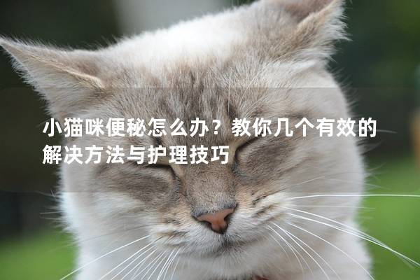 小貓咪便秘怎么辦？教你幾個有效的解決方法與護理技巧