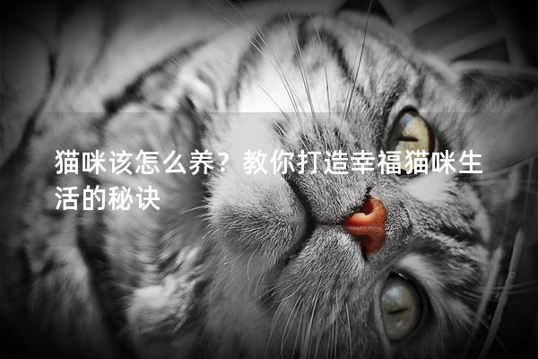 貓咪該怎么養？教你打造幸福貓咪生活的秘訣
