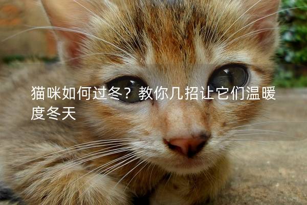 貓咪如何過冬？教你幾招讓它們溫暖度冬天