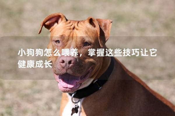 小狗狗怎么喂養，掌握這些技巧讓它健康成長