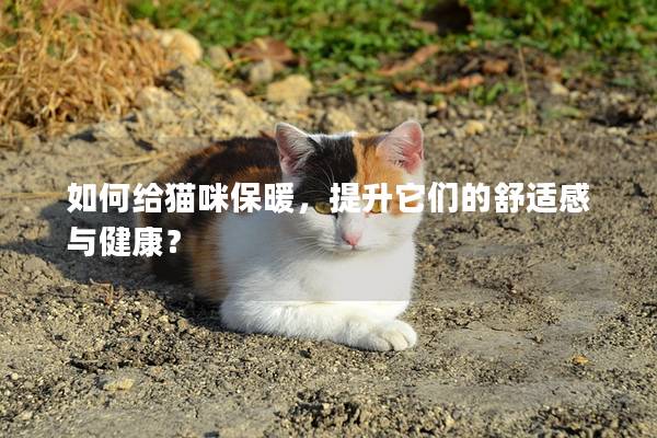 如何給貓咪保暖，提升它們的舒適感與健康？