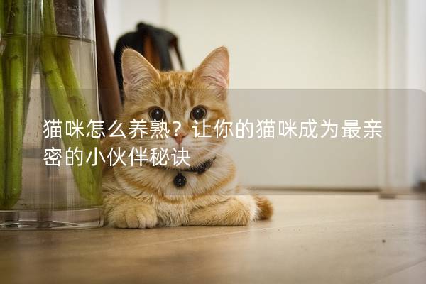 貓咪怎么養熟？讓你的貓咪成為最親密的小伙伴秘訣