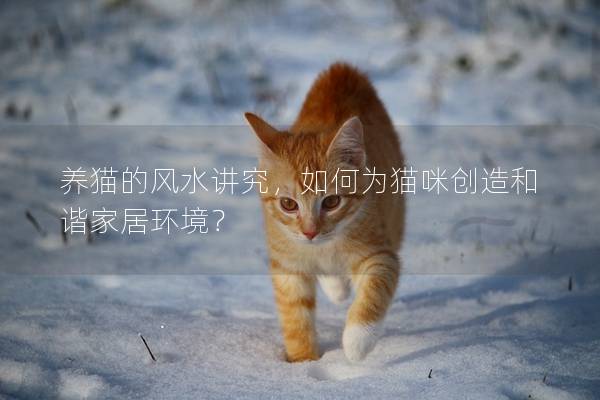 養貓的風水講究,如何為貓咪創造和諧家居環境? 養貓的風水講究,如何為貓咪創造和諧家居環境?