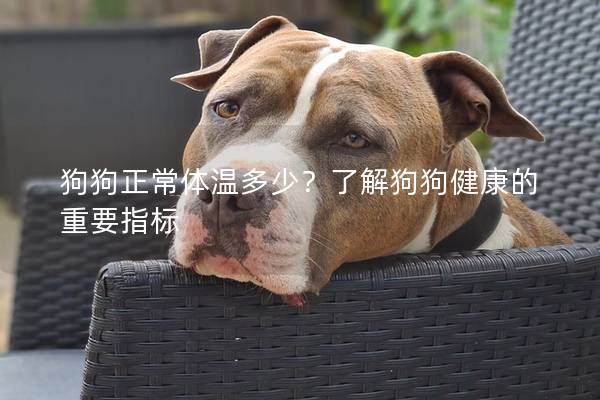 狗狗正常體溫多少？了解狗狗健康的重要指標