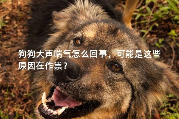 狗狗大聲喘氣怎么回事，可能是這些原因在作祟？