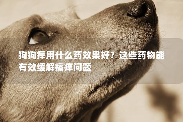 狗狗癢用什么藥效果好？這些藥物能有效緩解瘙癢問題