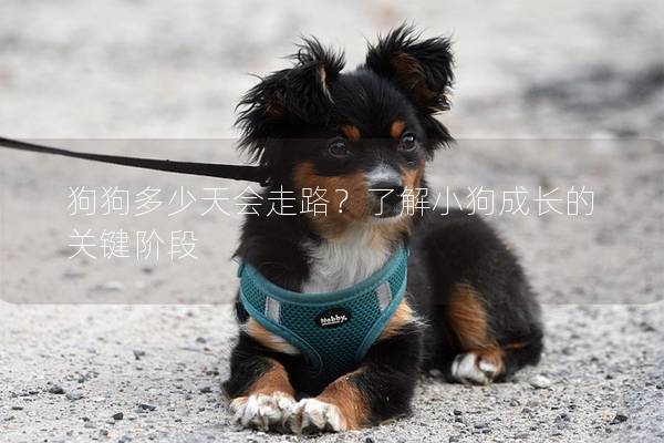狗狗多少天會走路？了解小狗成長的關(guān)鍵階段