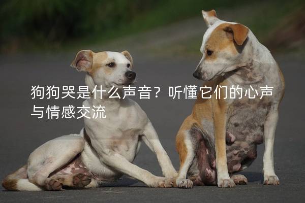 狗狗哭是什么聲音？聽懂它們的心聲與情感交流