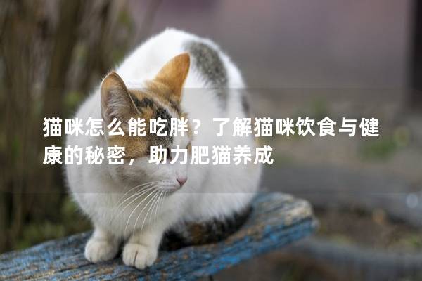 貓咪怎么能吃胖？了解貓咪飲食與健康的秘密，助力肥貓養成
