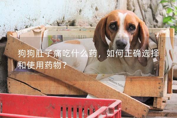 狗狗肚子痛吃什么藥，如何正確選擇和使用藥物？