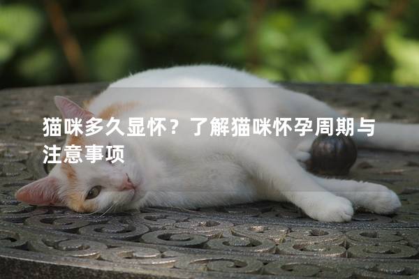 貓咪多久顯懷？了解貓咪懷孕周期與注意事項