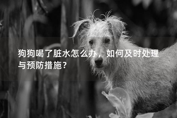 狗狗喝了臟水怎么辦，如何及時處理與預防措施？