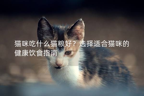 貓咪吃什么貓糧好？選擇適合貓咪的健康飲食指南