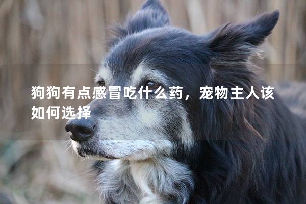 狗狗有點(diǎn)感冒吃什么藥，寵物主人該如何選擇