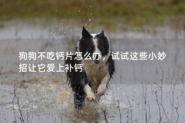 狗狗不吃鈣片怎么辦，試試這些小妙招讓它愛上補鈣
