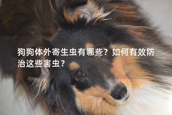 狗狗體外寄生蟲有哪些？如何有效防治這些害蟲？