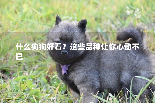 什么狗狗好看？這些品種讓你心動不已