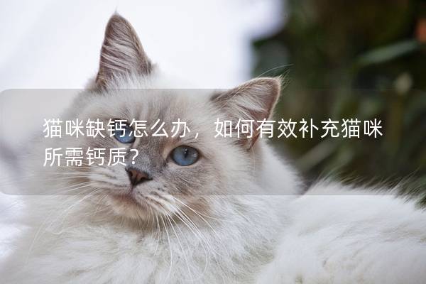 貓咪缺鈣怎么辦，如何有效補(bǔ)充貓咪所需鈣質(zhì)？