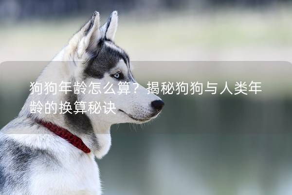 狗狗年齡怎么算？揭秘狗狗與人類年齡的換算秘訣