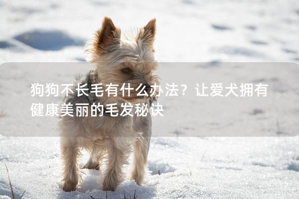 狗狗不長毛有什么辦法？讓愛犬擁有健康美麗的毛發秘訣