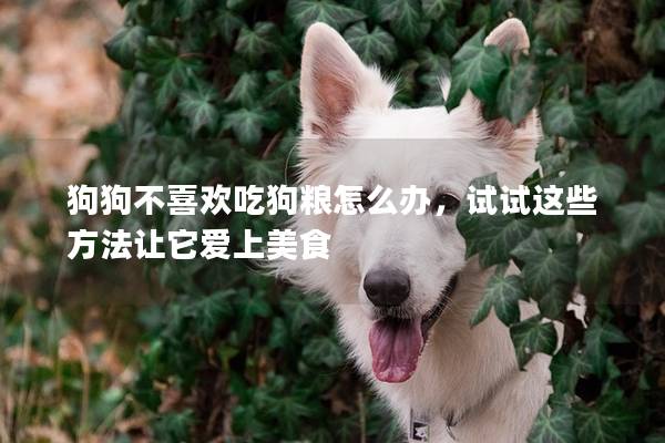 狗狗不喜歡吃狗糧怎么辦，試試這些方法讓它愛(ài)上美食