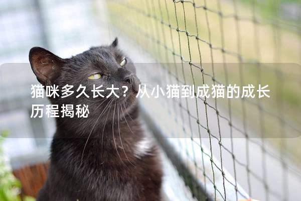 貓咪多久長大？從小貓到成貓的成長歷程揭秘