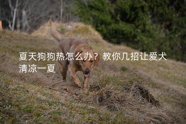 夏天狗狗熱怎么辦？教你幾招讓愛犬清涼一夏