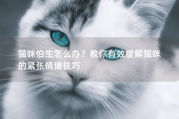 貓咪怕生怎么辦？教你有效緩解貓咪的緊張情緒技巧