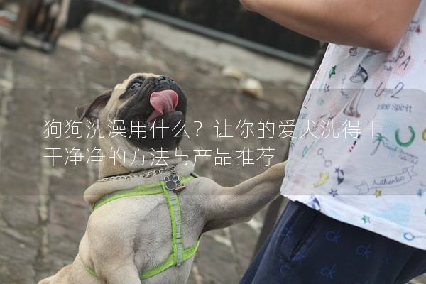 狗狗洗澡用什么？讓你的愛犬洗得干干凈凈的方法與產品推薦