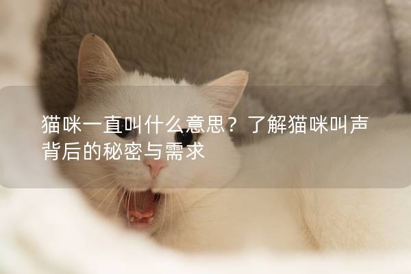 貓咪一直叫什么意思？了解貓咪叫聲背后的秘密與需求