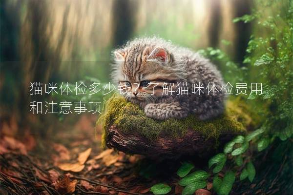 貓咪體檢多少錢？了解貓咪體檢費用和注意事項