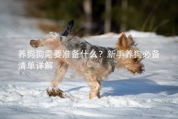 養狗狗需要準備什么？新手養狗必備清單詳解