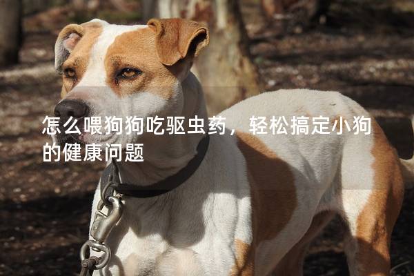 怎么喂狗狗吃驅蟲藥，輕松搞定小狗的健康問題