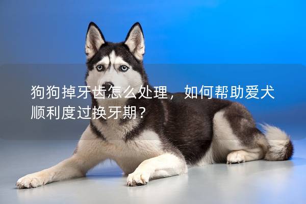 狗狗掉牙齒怎么處理，如何幫助愛犬順利度過換牙期？
