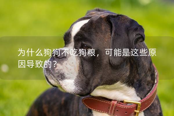 為什么狗狗不吃狗糧，可能是這些原因導致的？