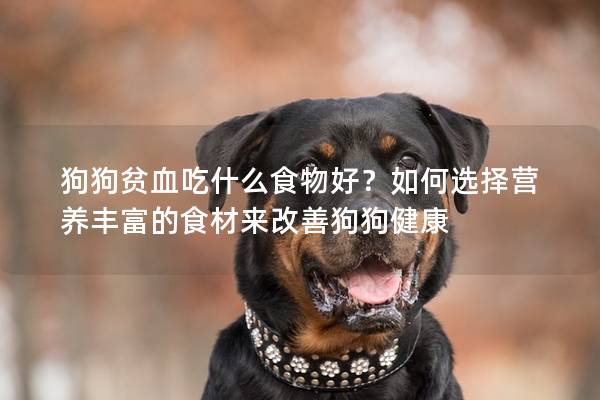 狗狗貧血吃什么食物好？如何選擇營養豐富的食材來改善狗狗健康