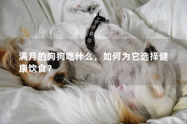 滿月的狗狗吃什么，如何為它選擇健康飲食？