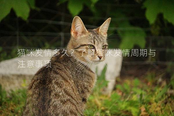 貓咪發情多久？了解貓咪發情周期與注意事項