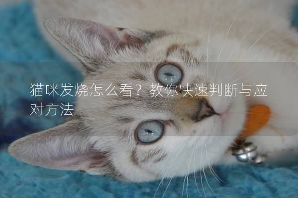 貓咪發(fā)燒怎么看？教你快速判斷與應(yīng)對(duì)方法