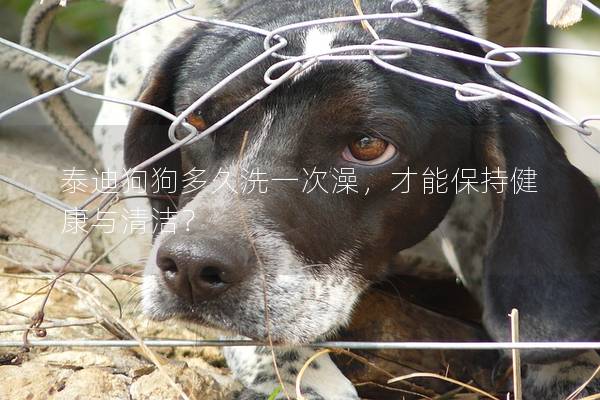 泰迪狗狗多久洗一次澡，才能保持健康與清潔？