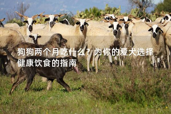狗狗兩個月吃什么？為你的愛犬選擇健康飲食的指南