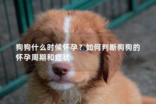 狗狗什么時候懷孕？如何判斷狗狗的懷孕周期和癥狀