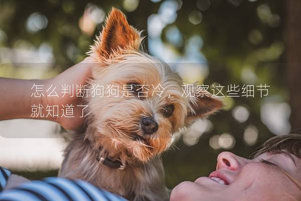 怎么判斷狗狗是否冷，觀察這些細節就知道了