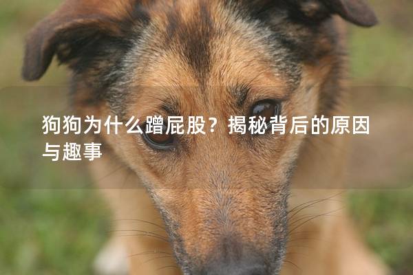 狗狗為什么蹭屁股？揭秘背后的原因與趣事