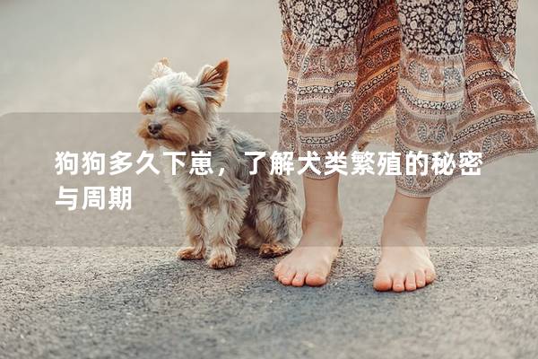 狗狗多久下崽，了解犬類繁殖的秘密與周期
