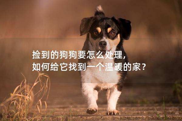 撿到的狗狗要怎么處理, 如何給它找到一個(gè)溫暖的家？